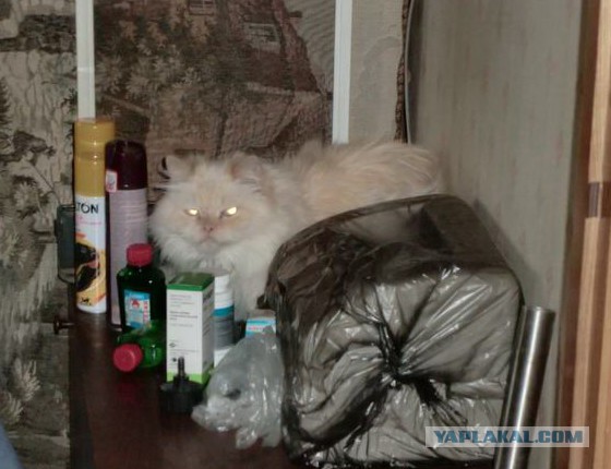 Котовторник 25.11.2014