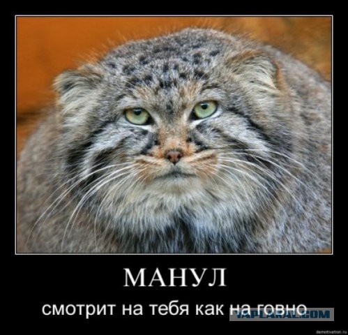 Кот, которому на все плевать