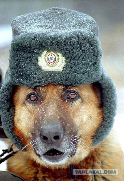 Разбойное нападение на холодильник