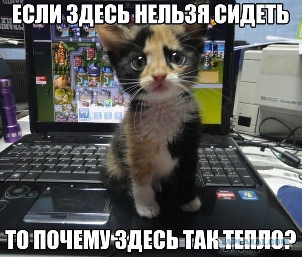 Забавные картинки из Сети
