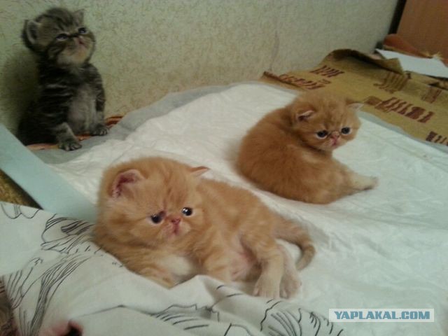 Котовторник  21.07.2015