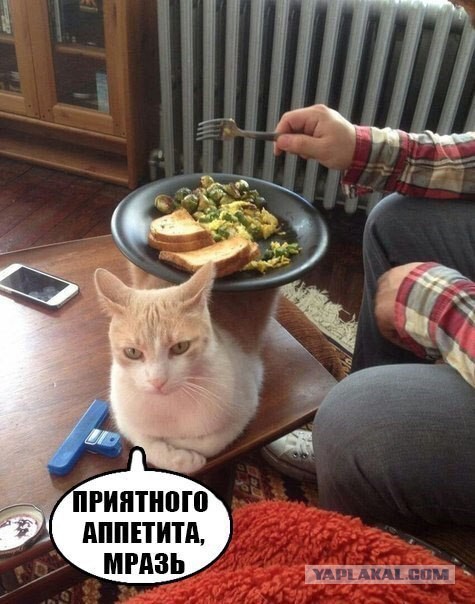Котэподборка