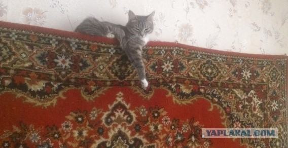 О семейных отношениях