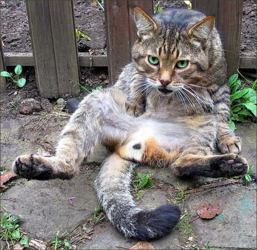 Коты, кошки, котята