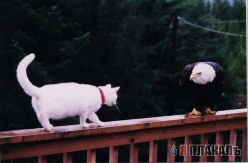 Коты, кошки, котята