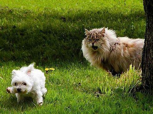 Коты, кошки, котята