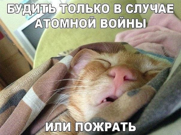 Мохнатые беспредельщики