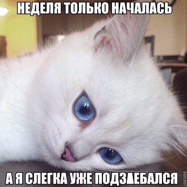 Прикольные животные