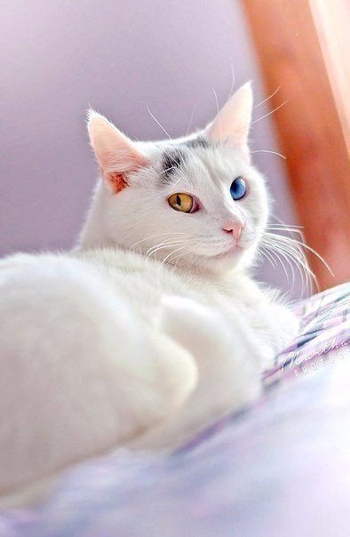 Прикольные животные
