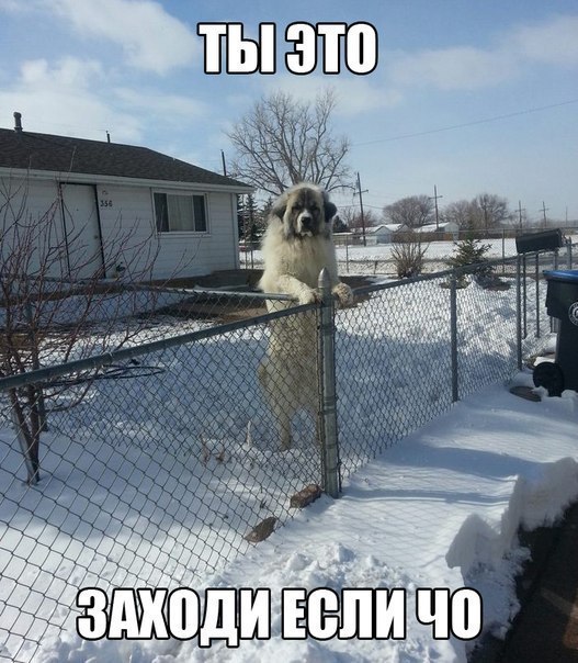 Разные картинки из сети