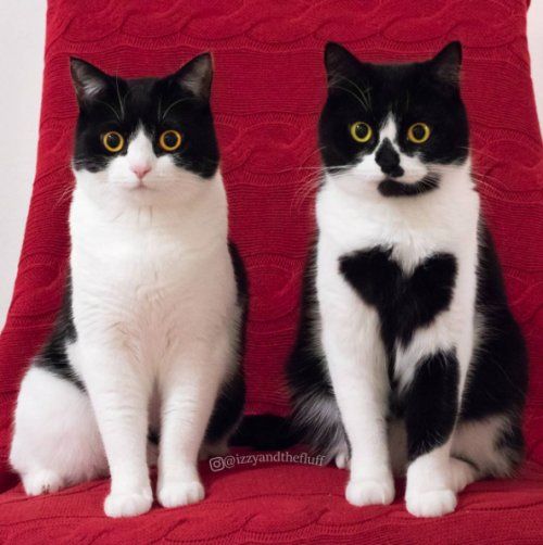 Коты и Кошки