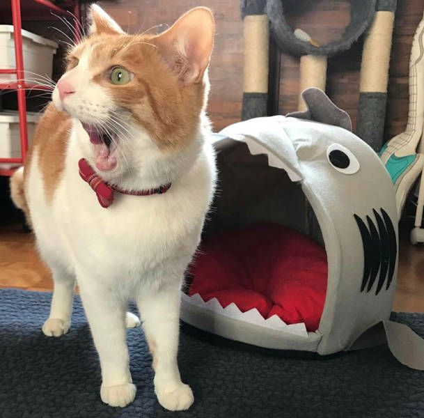 Коты и Кошки