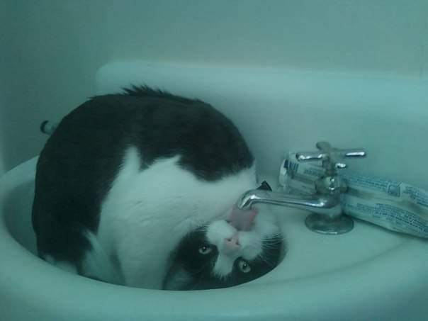 Коты и Кошки