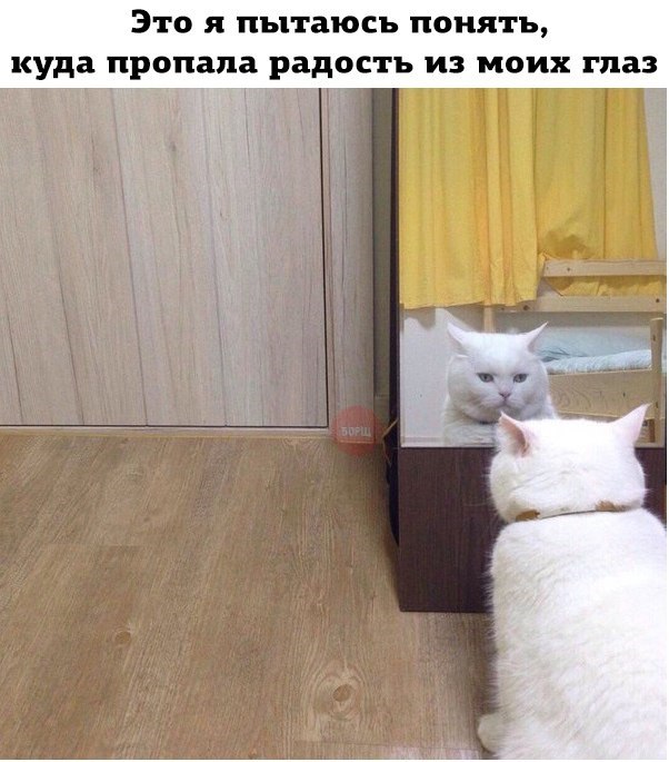 Подборка интересных и веселых картинок