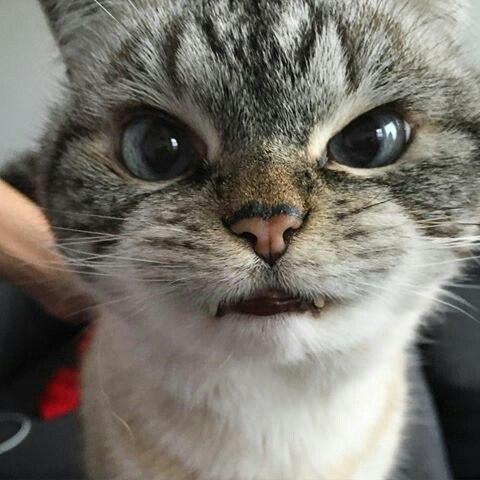 Прикольных котов пост