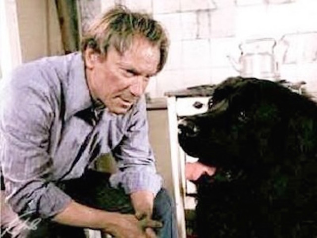 Ньюфаундленд - идеальная собака для семьи