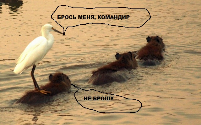 Живность из сети