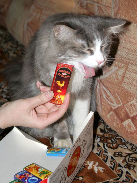 Котомет на вторник 08.04.08