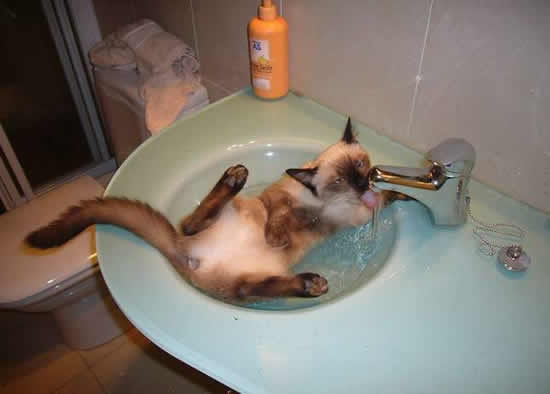 Кошак в шоке