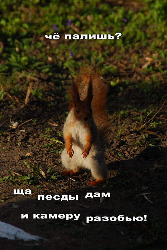 Zoom X