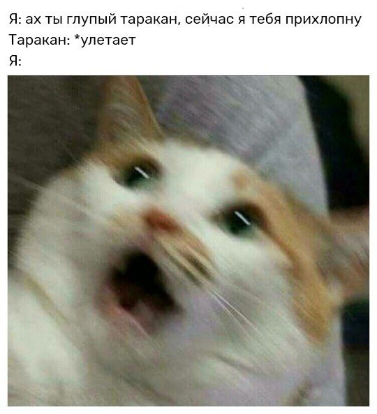 Немного милоты