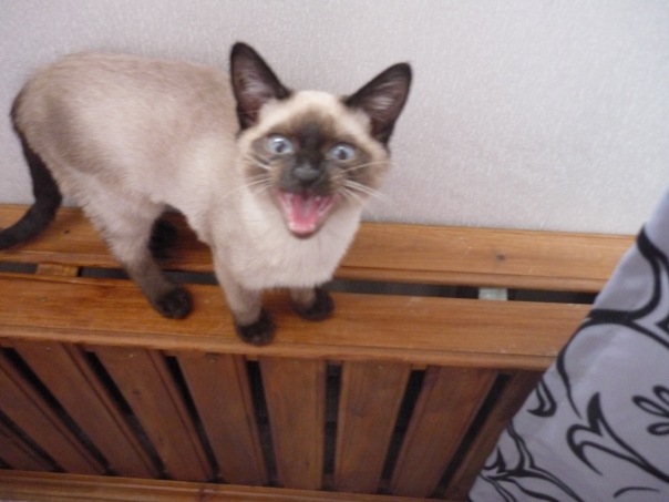 Котовторник