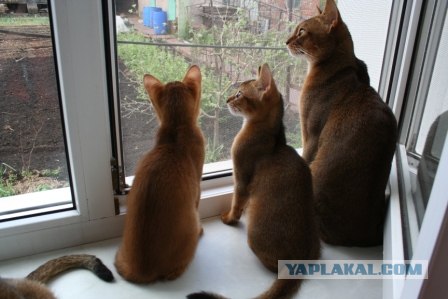 Котовторник в "КотоГетто"