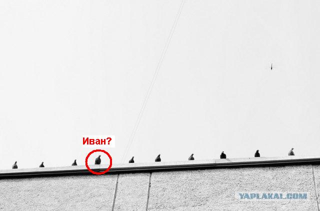 Голубь Иван