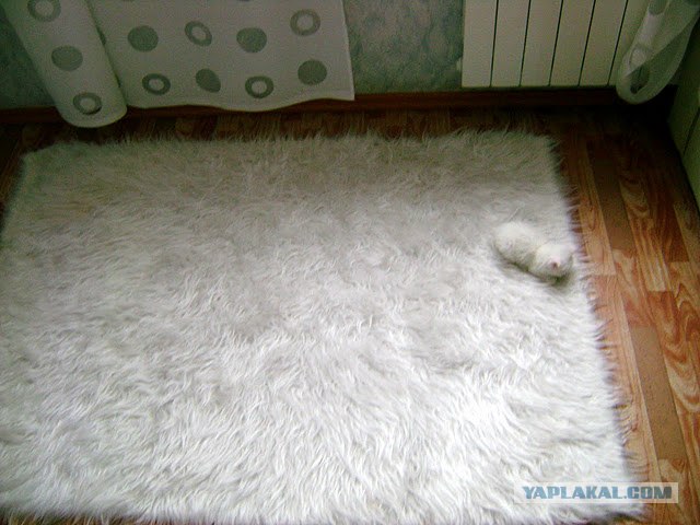 Котовторник 06.12.2011