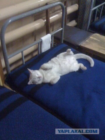 Котовторник 17 января