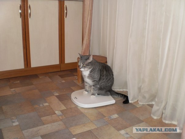 Котовторник 24.04.2012