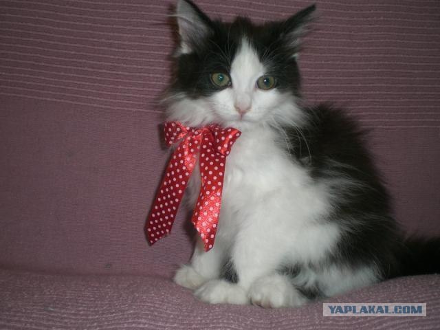 Котовторник (15.05.2012)