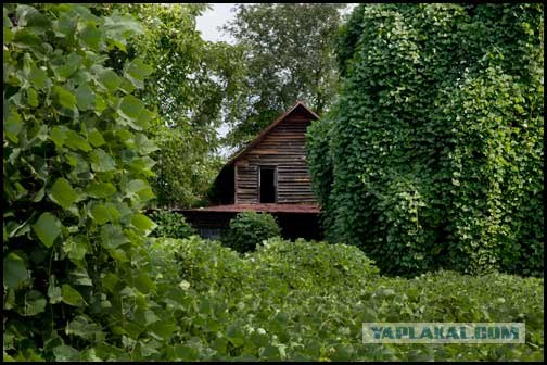 Кудзу - вторжение началось (10 фото)