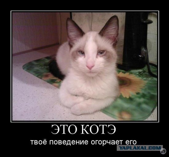 Тест на переживание со стороны котов