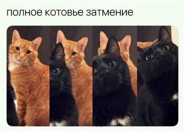 20 очень веселых фотографий котов с забавными комментариями их владельцев