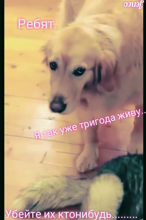 Хаски - это диагноз