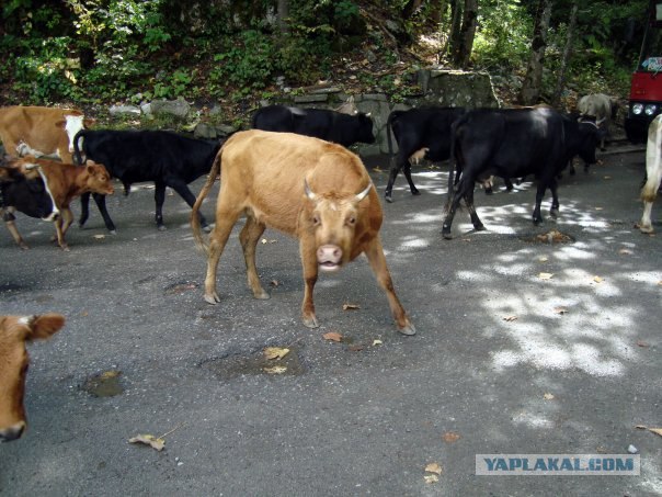 Абхазия. 17 лет после войны