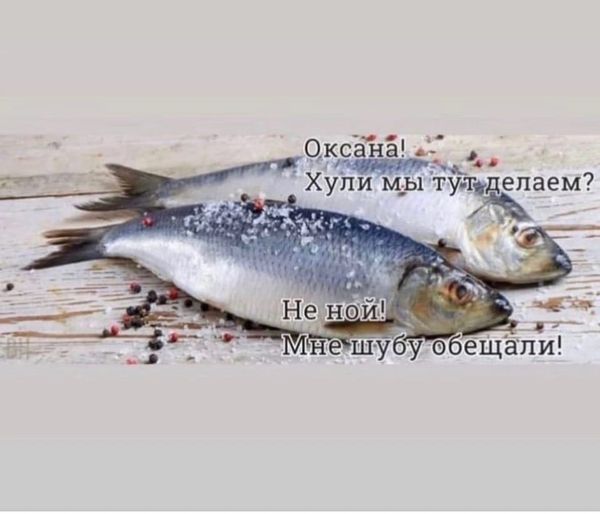 Баянисто-небаянистый юмор 13.01.22