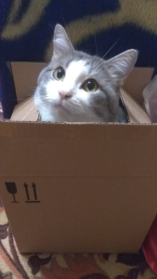 Мой котовторник