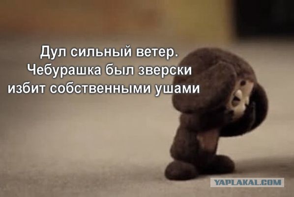 Ехидна