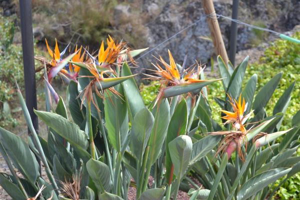 Хочу дачу на канарах!