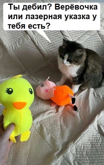 Кошка: "Это были лучшие несколько дней в моей жизни"