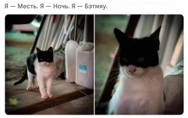 К котовторнику: подборка картинок-баянов с котиками и про котиков. Выпуск 13