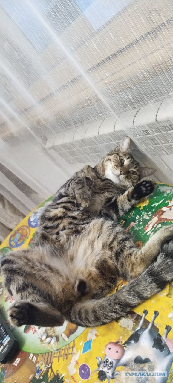 Котовторник 16.12.2025