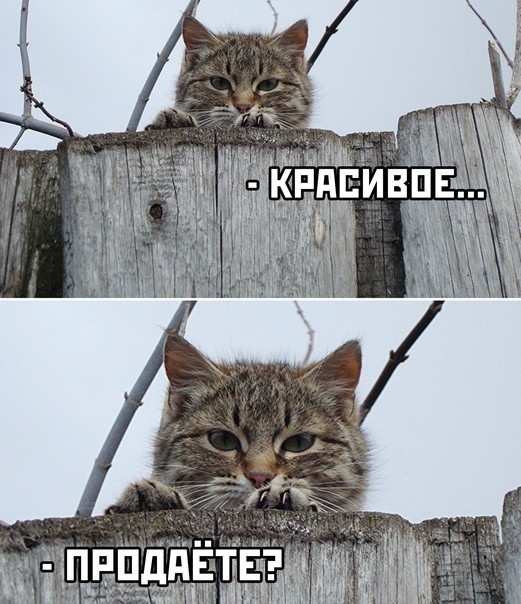 Я тебя съем!