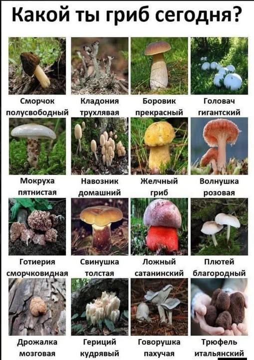 Пятничные бояны