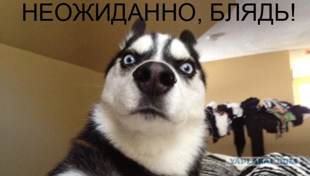 Продается коза