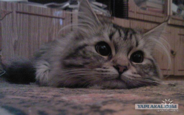 Кот барсик