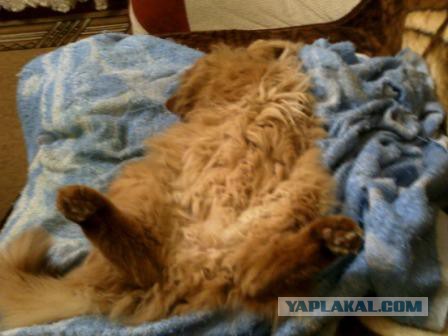 С Котовторником!