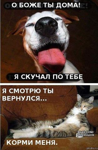 Самые добрые собаки